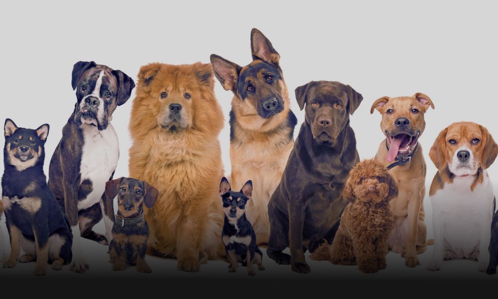 As 10 Raças de Cães Mais Emblemáticas