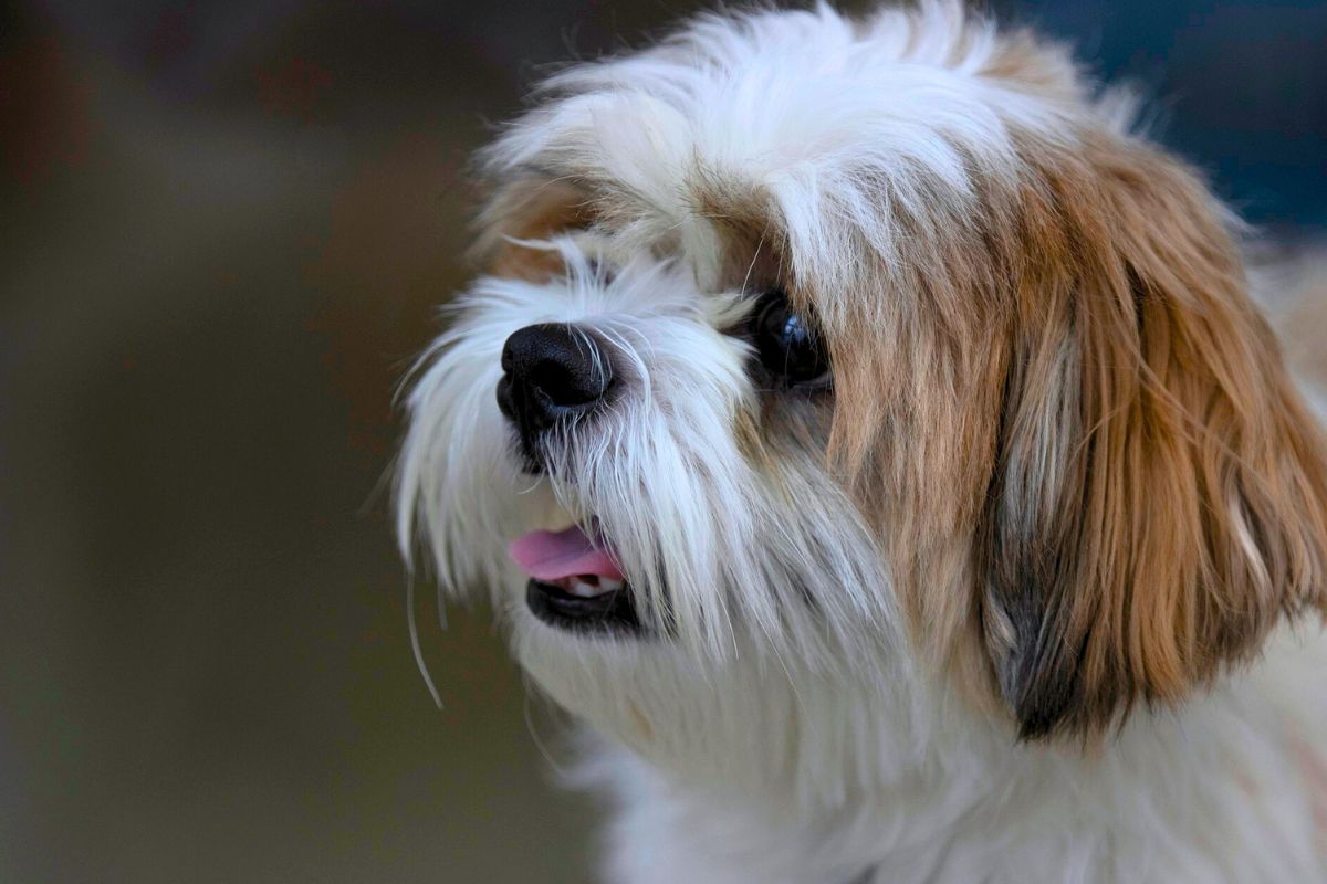 Cachorro Shih Tzu