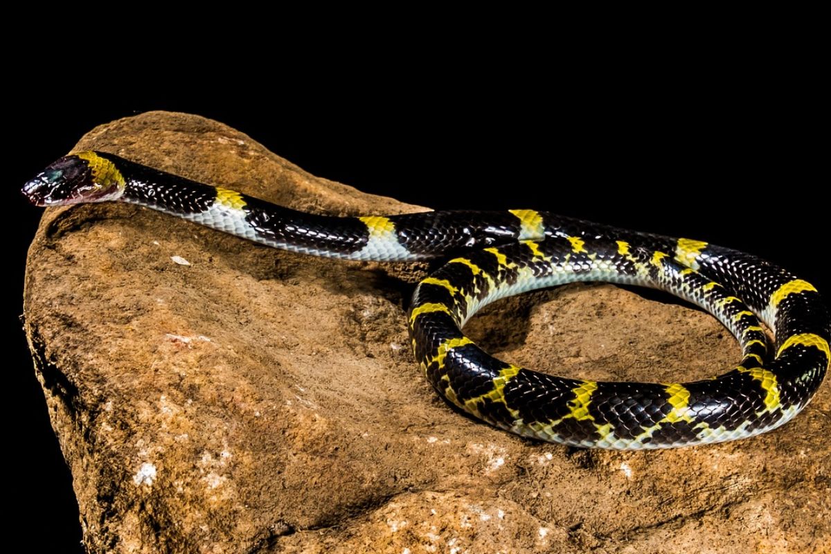 Cobra Krait