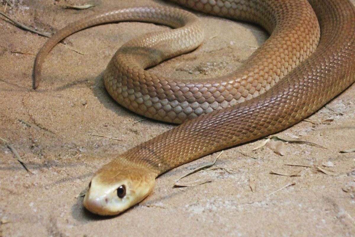 Cobra Taipan Costeira