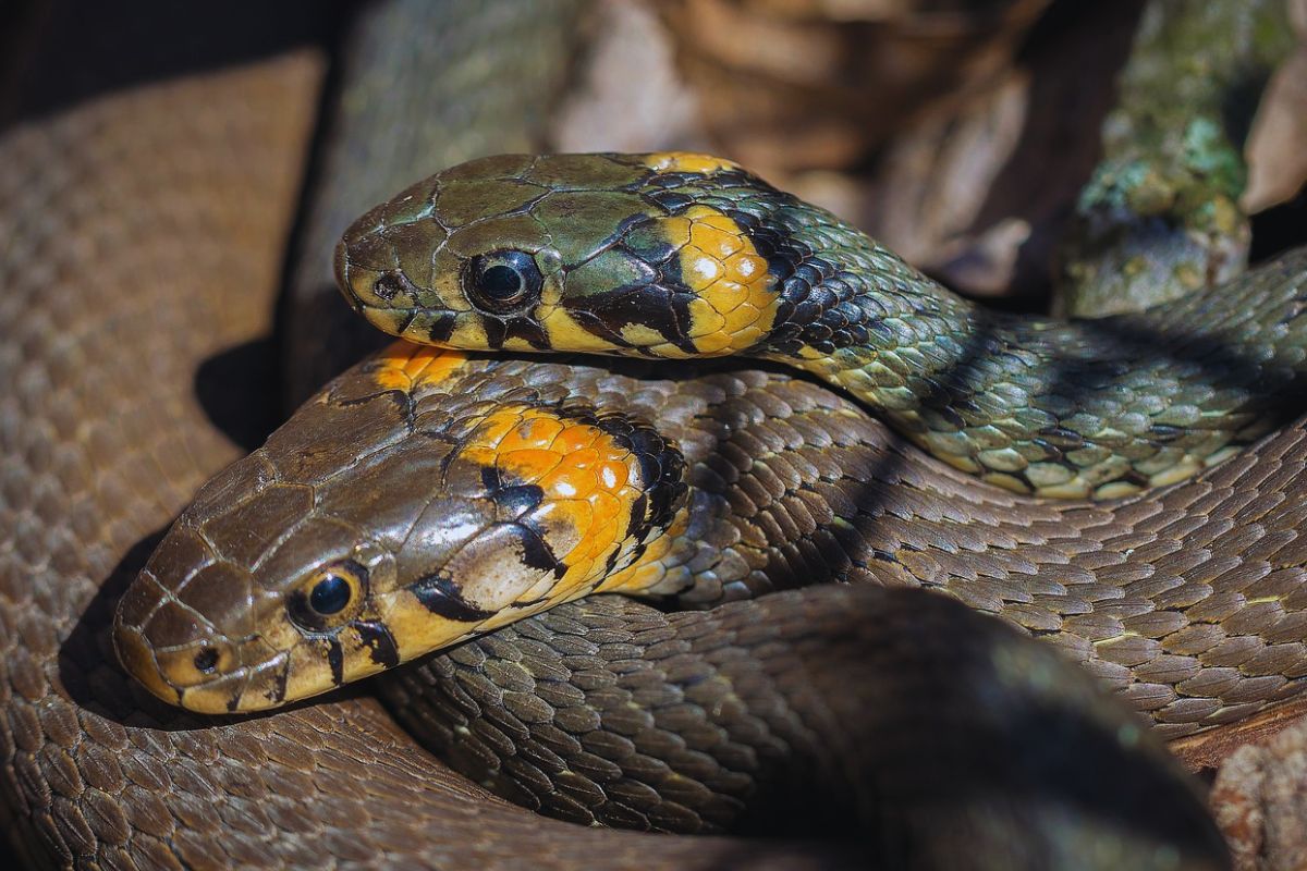 Cobras venenosas