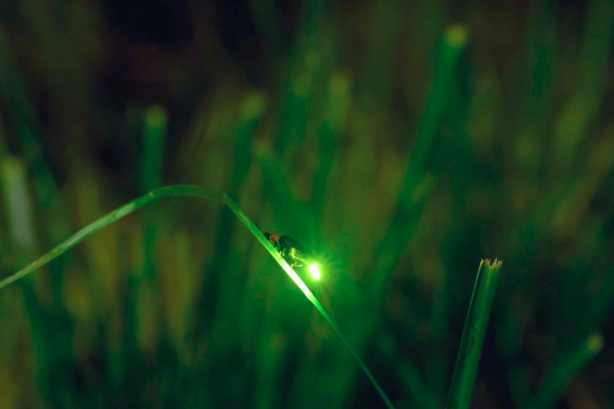 A Luz do Vaga-lume