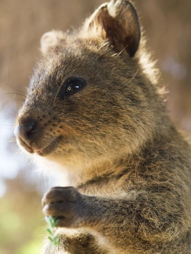 Quokka: O Animal Mais Feliz do Mundo