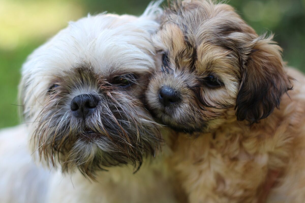 Shih Tzu