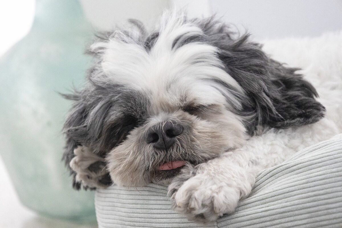 Shih Tzu 3